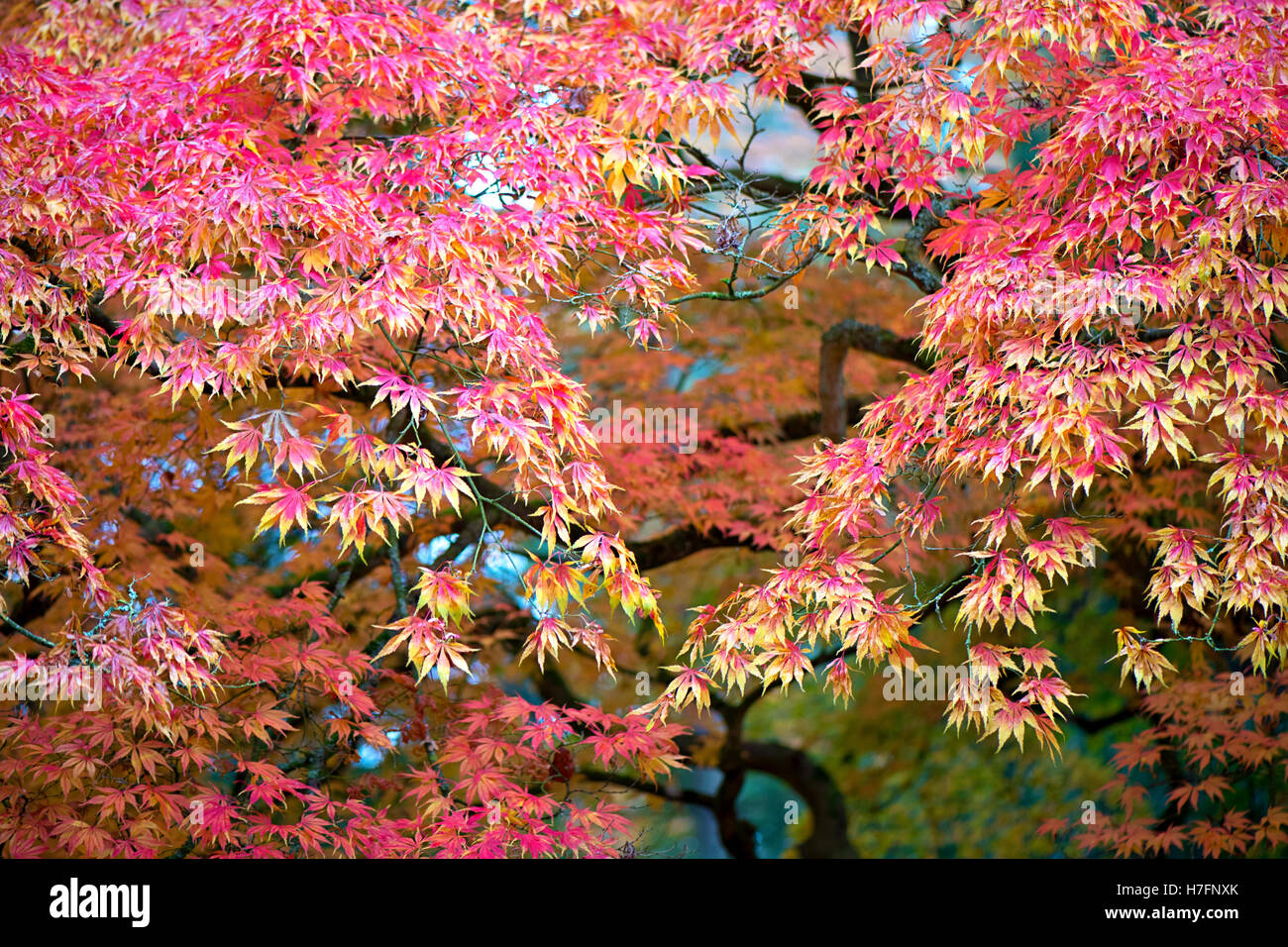 Japanese Maple Red and Gold Autumn Leaves Stock Photo