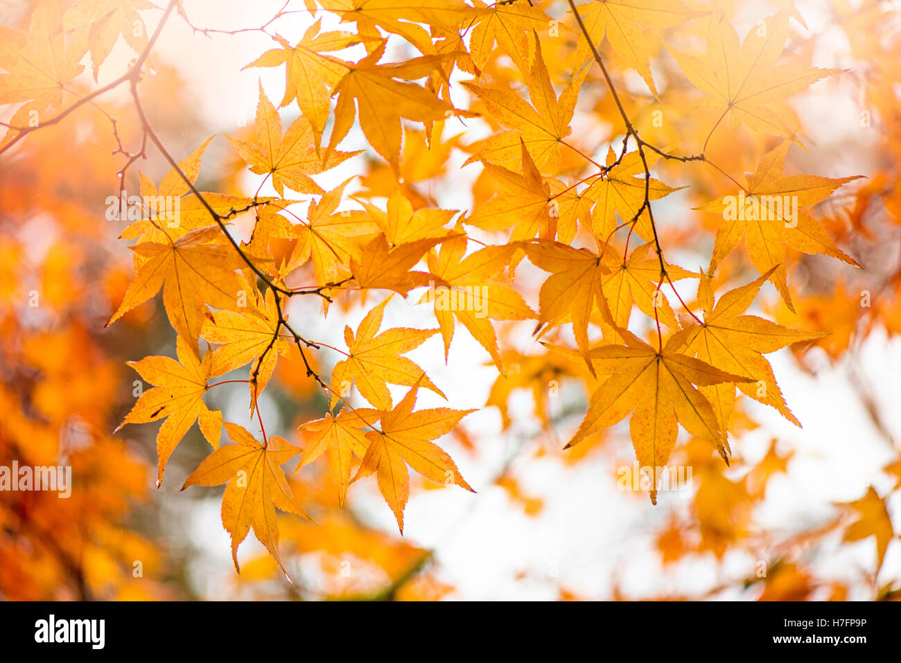 Autumn Colored Golden Acer Leaves Stock Photo