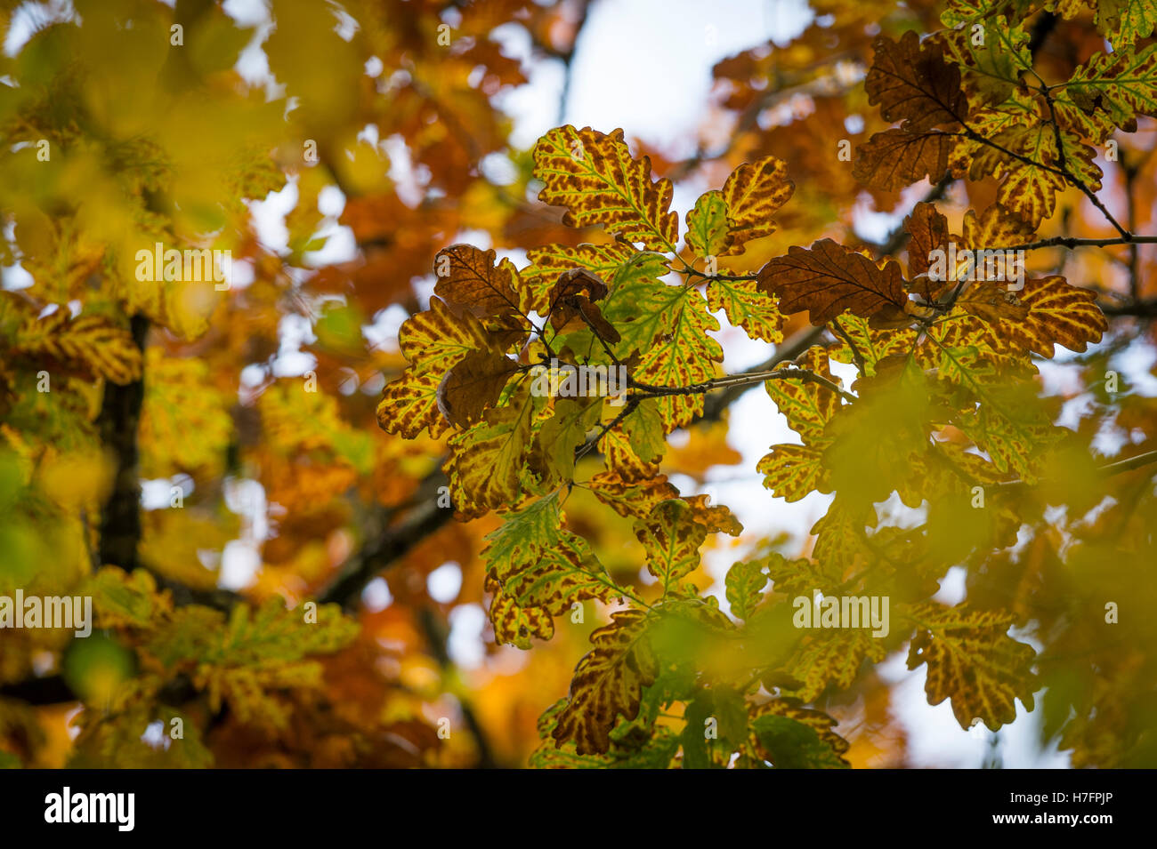 Sessile oak tree hires stock photography and images Alamy
