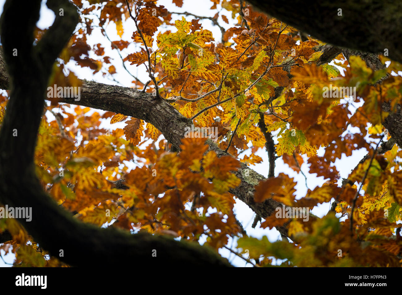 Autumn leaves on sessile oak tree, Bridford Wood, Devon, UK Stock Photo