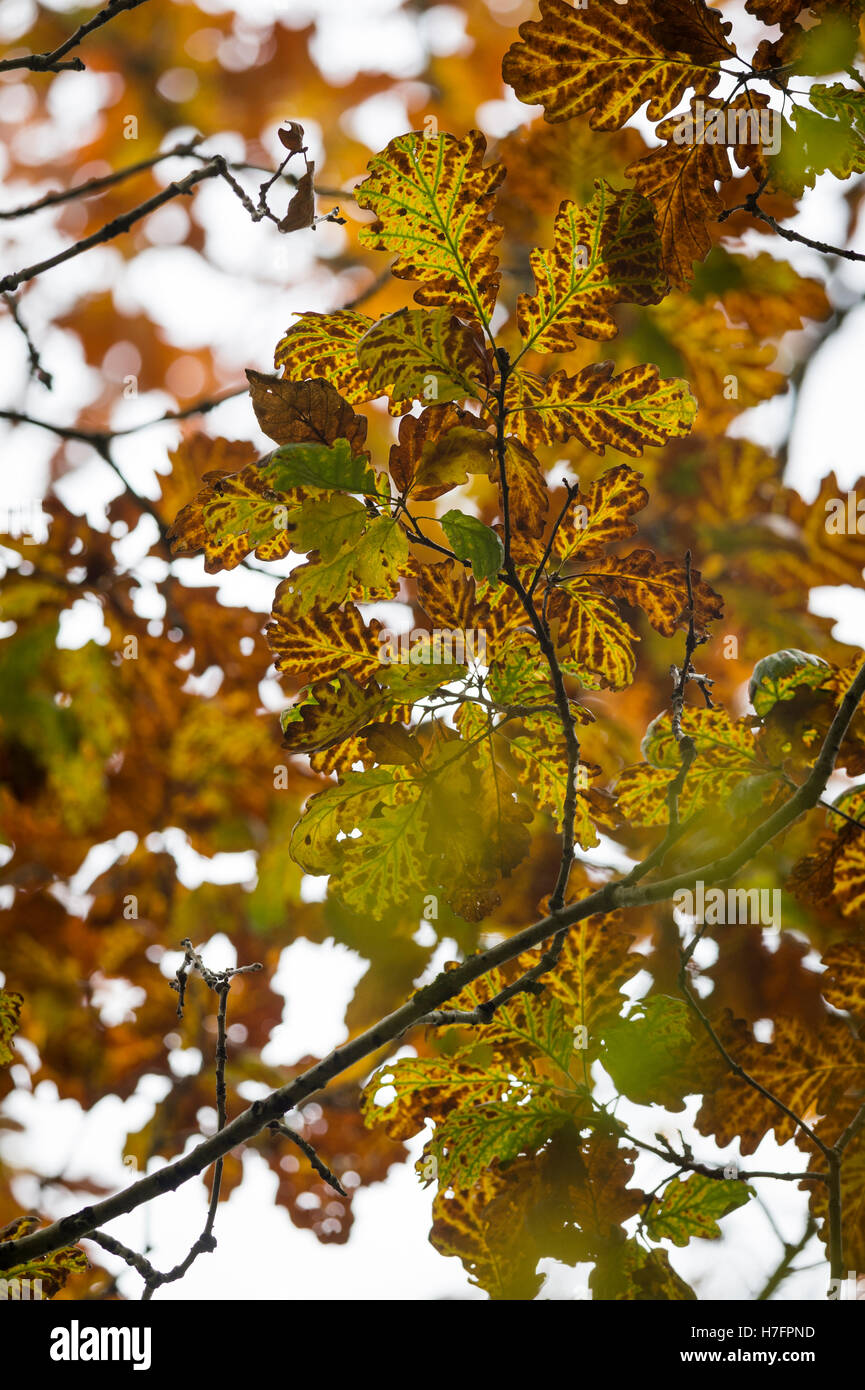 Autumn leaves on sessile oak tree, Bridford Wood, Devon, UK Stock Photo