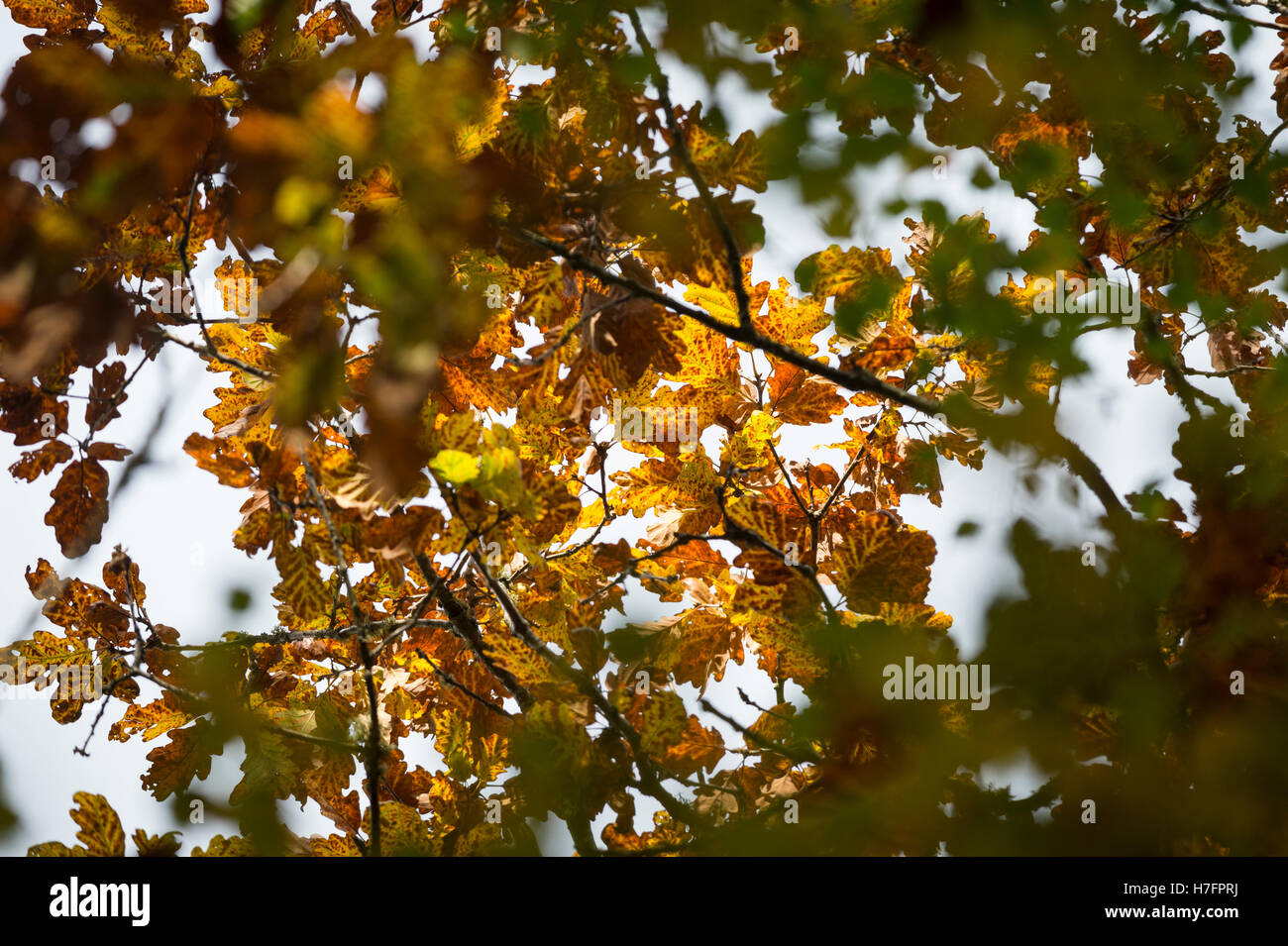 Autumn leaves on sessile oak tree, Bridford Wood, Devon, UK Stock Photo