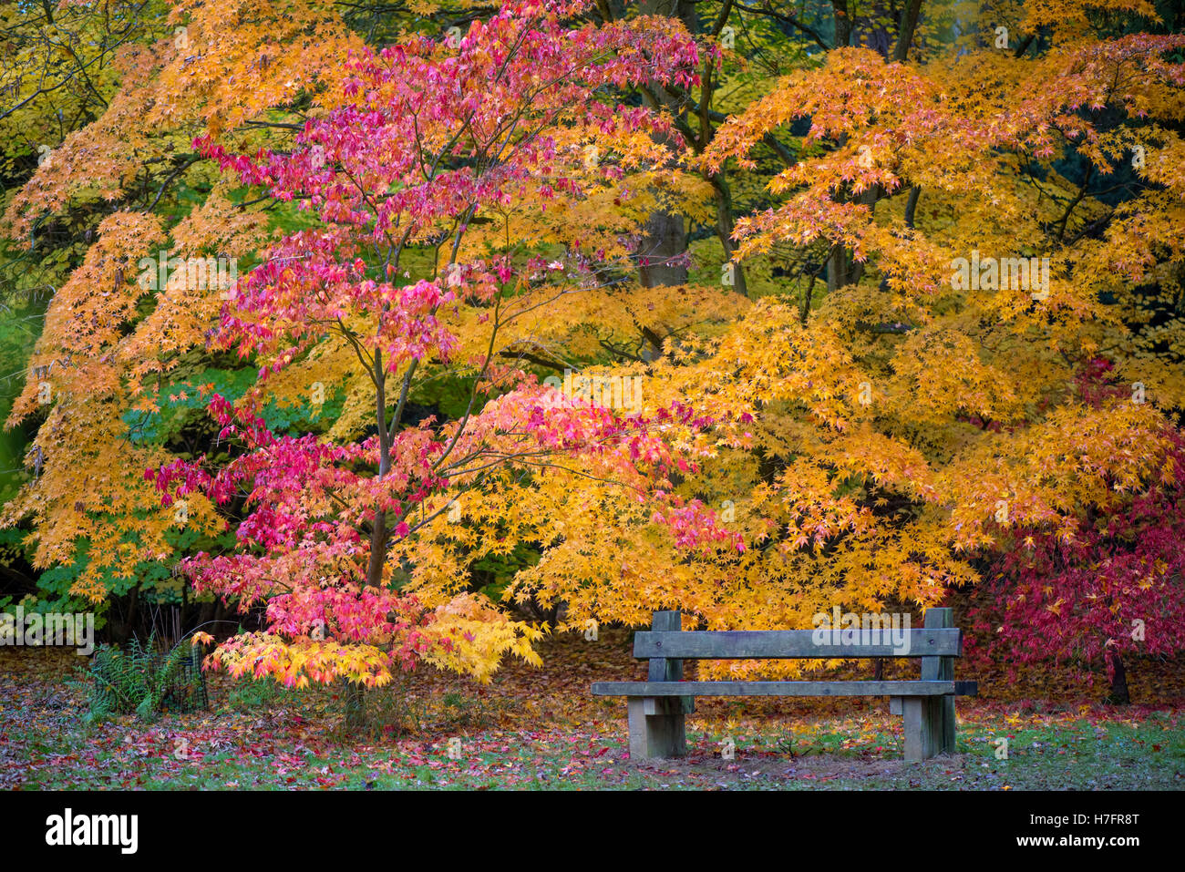 Autumn Colored Acer Leaves Stock Photo