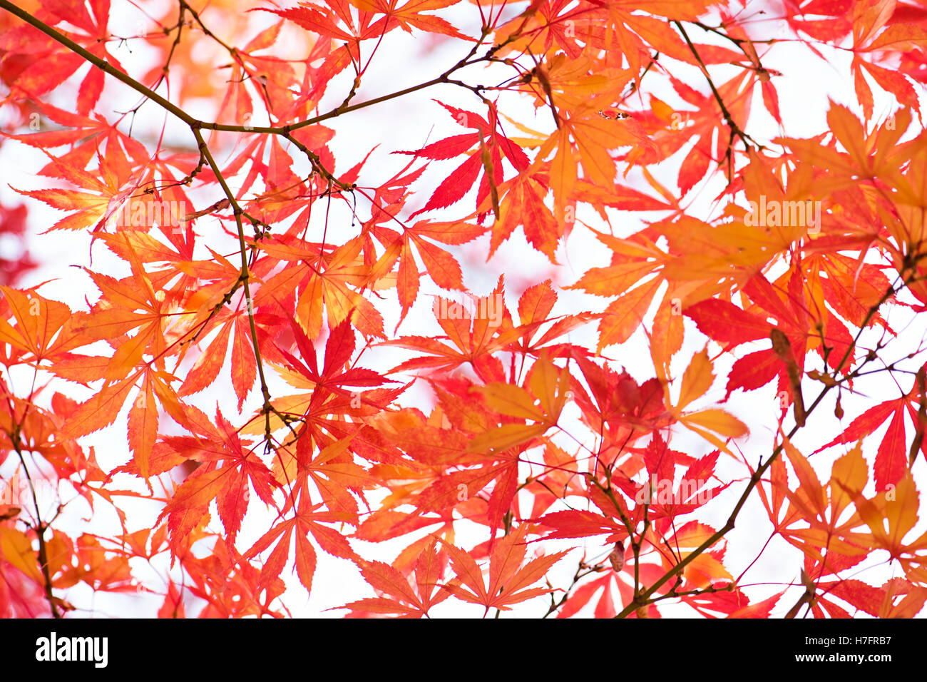 Autumn Red and orange Colored Acer Leaves Stock Photo