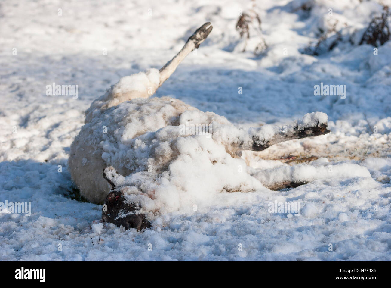 dead sheep frozen in snow Stock Photo
