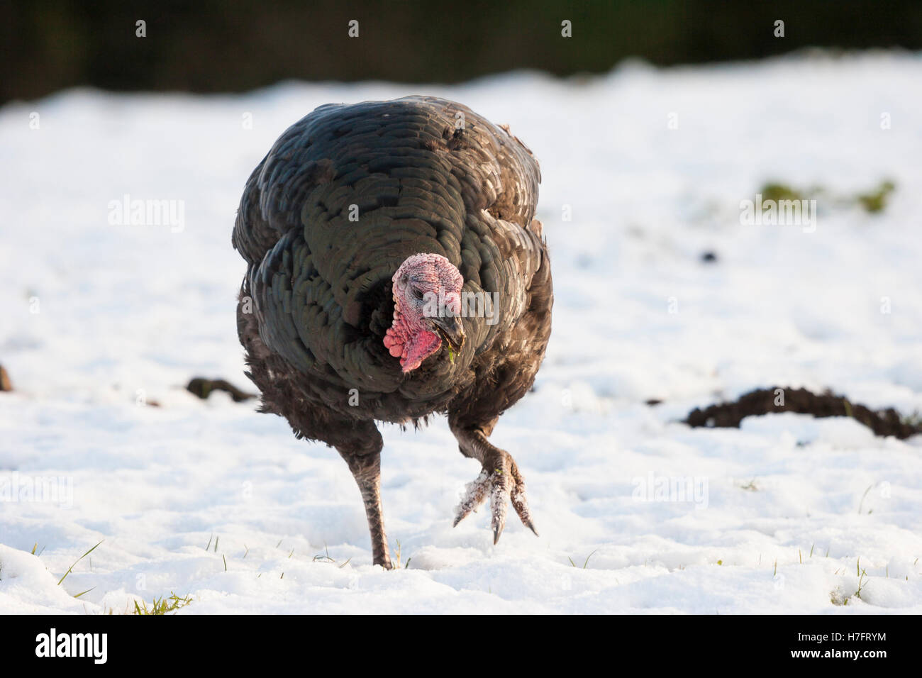 bronze turkeys free range in winter snow Stock Photo Alamy