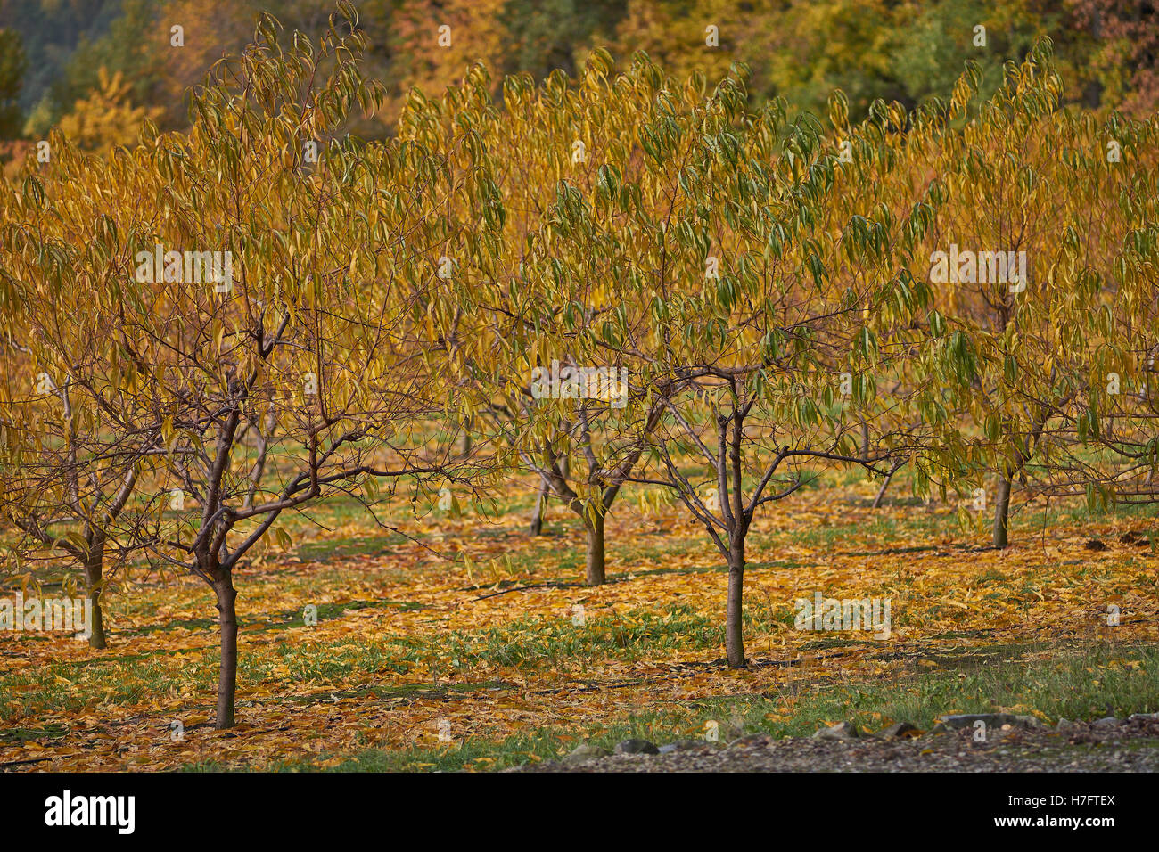 Peach trees turning yellow in autumn peachery Stock Photo Alamy