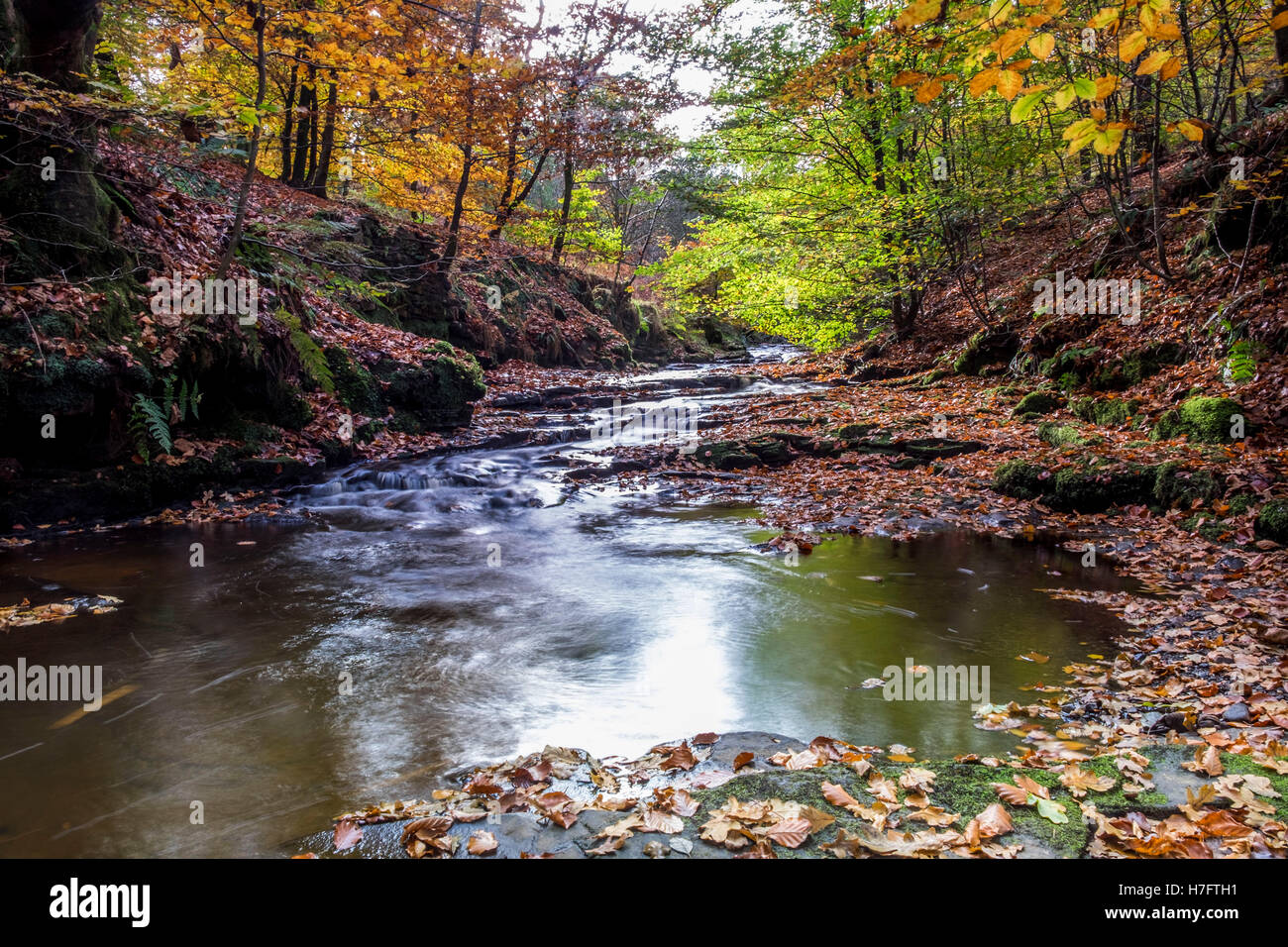 A small river winding its way through a woodland area Stock Photo - Alamy