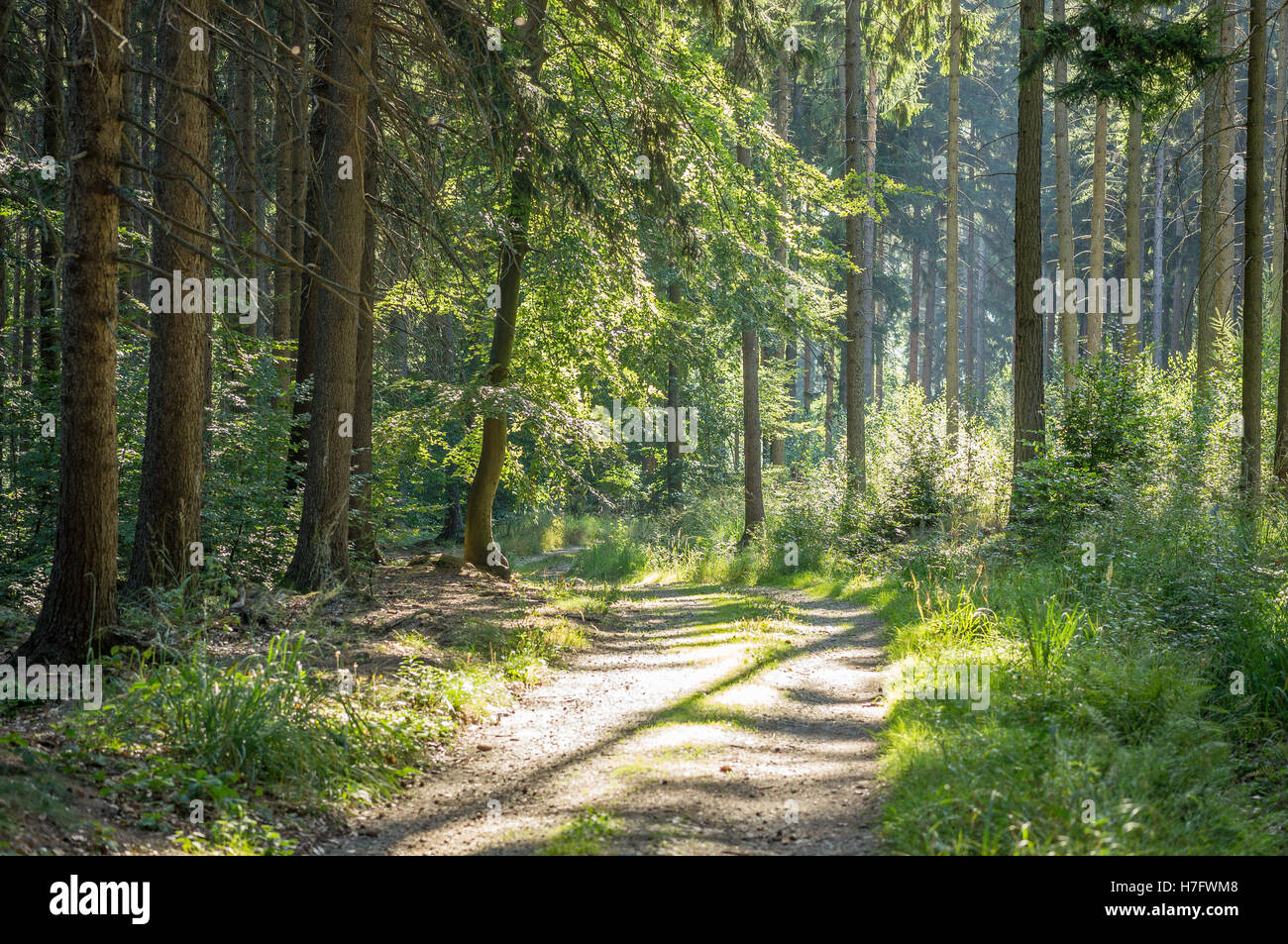 Morning sun glow in September deciduous forest Stock Photo