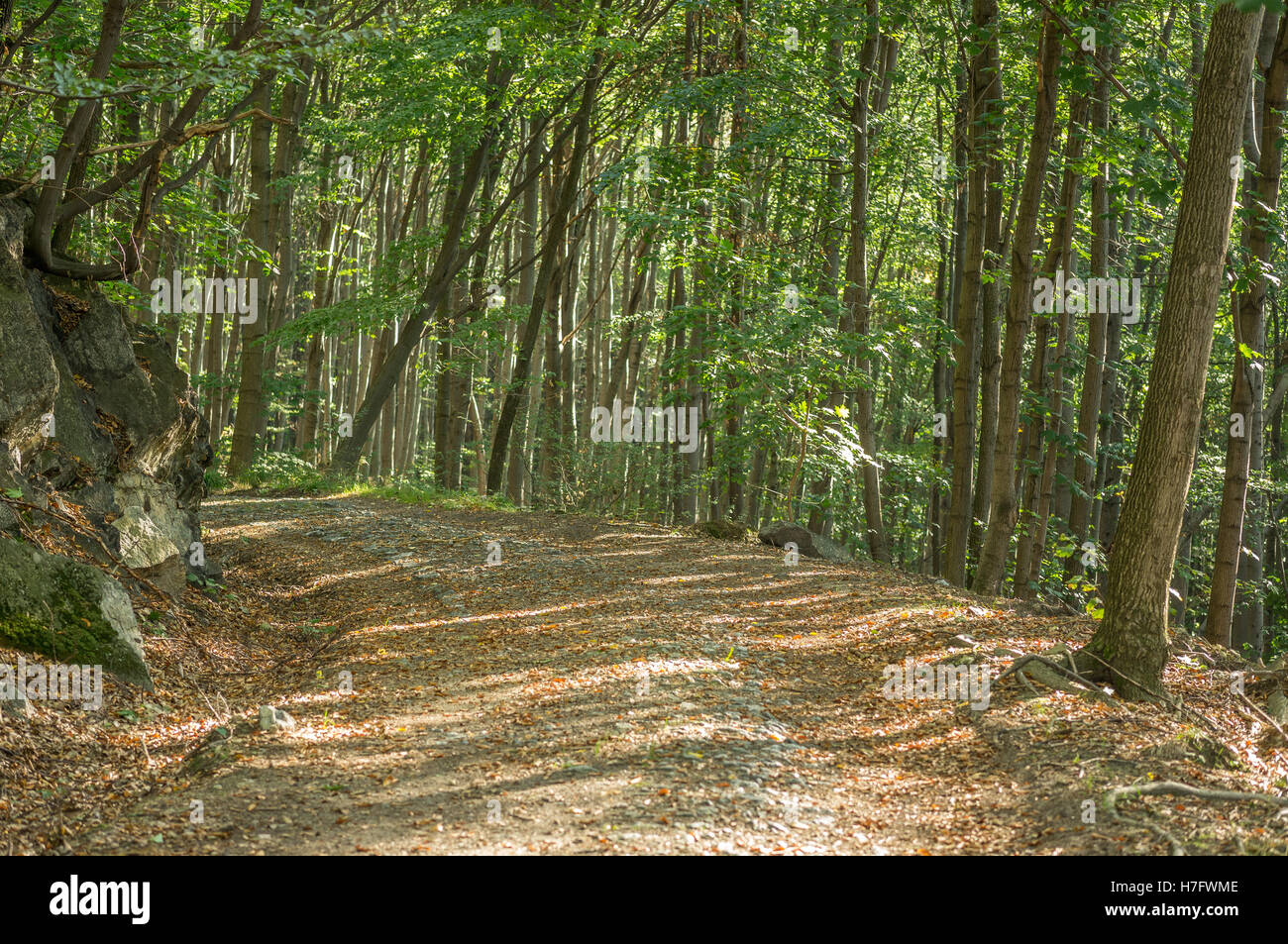 Morning sun glow in September deciduous forest Stock Photo