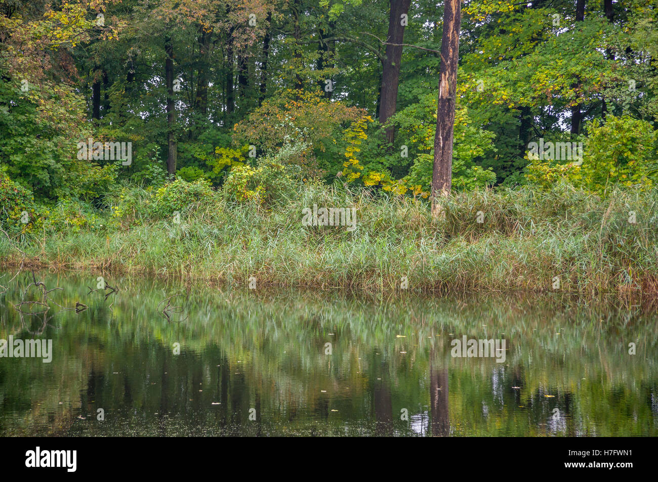 Autumn forest and quiet lake shore changing colors Stock Photo