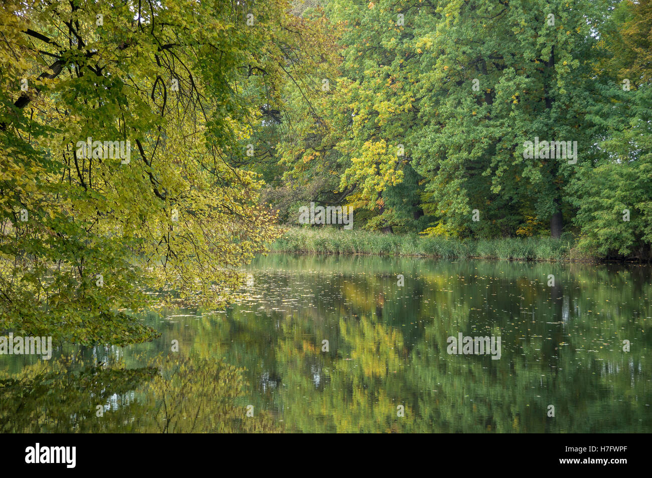 Autumn forest and quiet lake shore changing colors Stock Photo