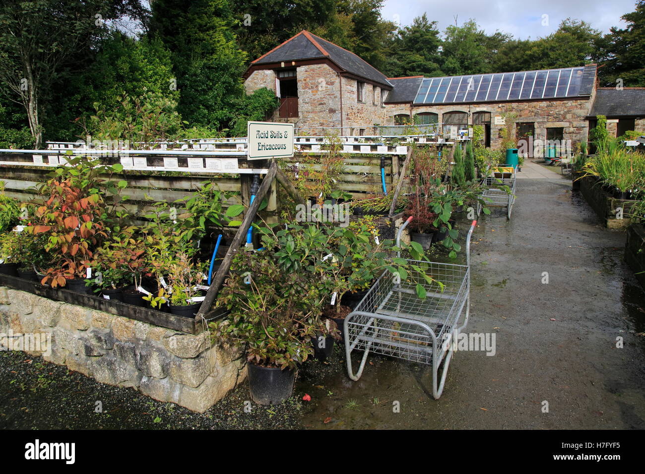 Burncoose nursery gardens, Caerhays estate, Gwennap, Redruth, Cornwall