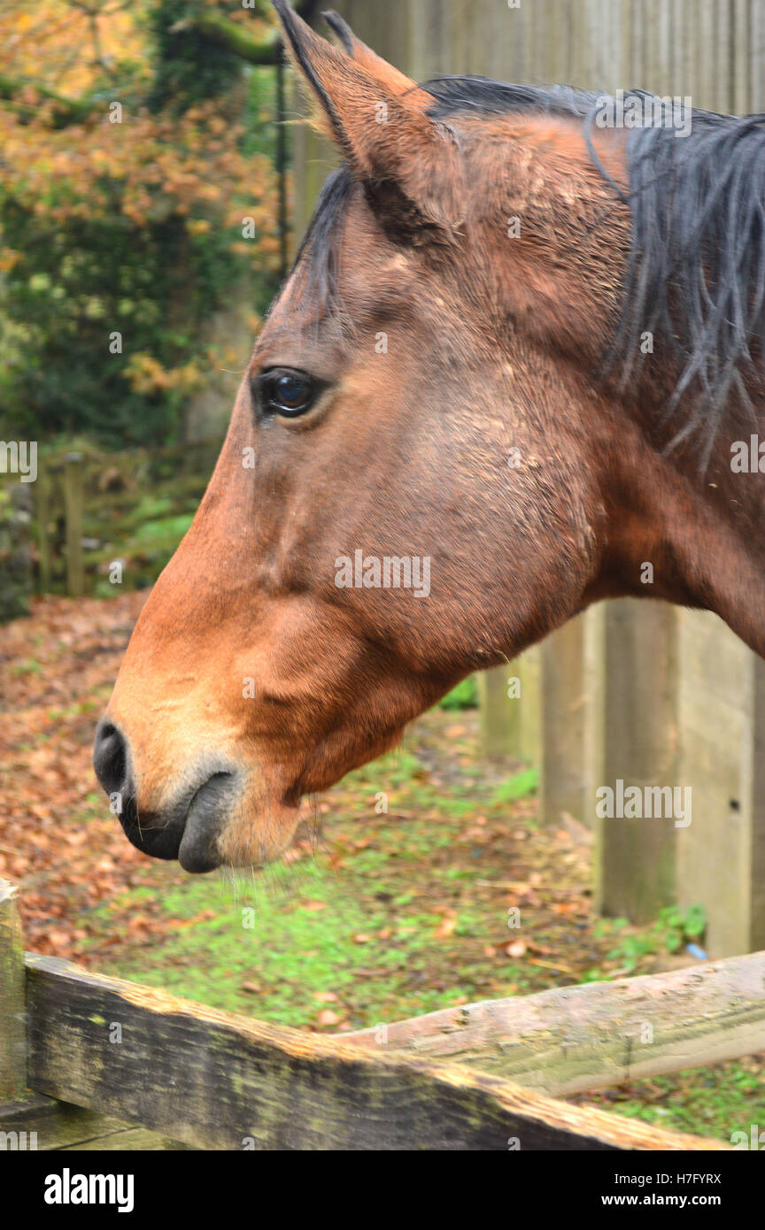 Horses head portrait, from side, room for text at bottom Stock Photo