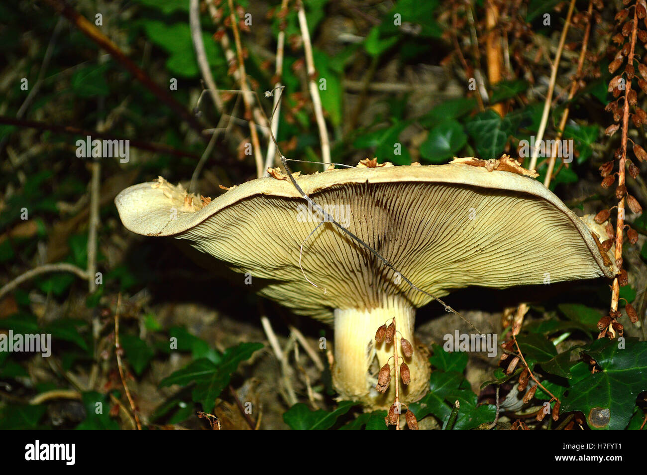 Large white toadstool, showing ribbed underside, about 6 inches across (15cm) not a mushroom, so probably poisonous Stock Photo