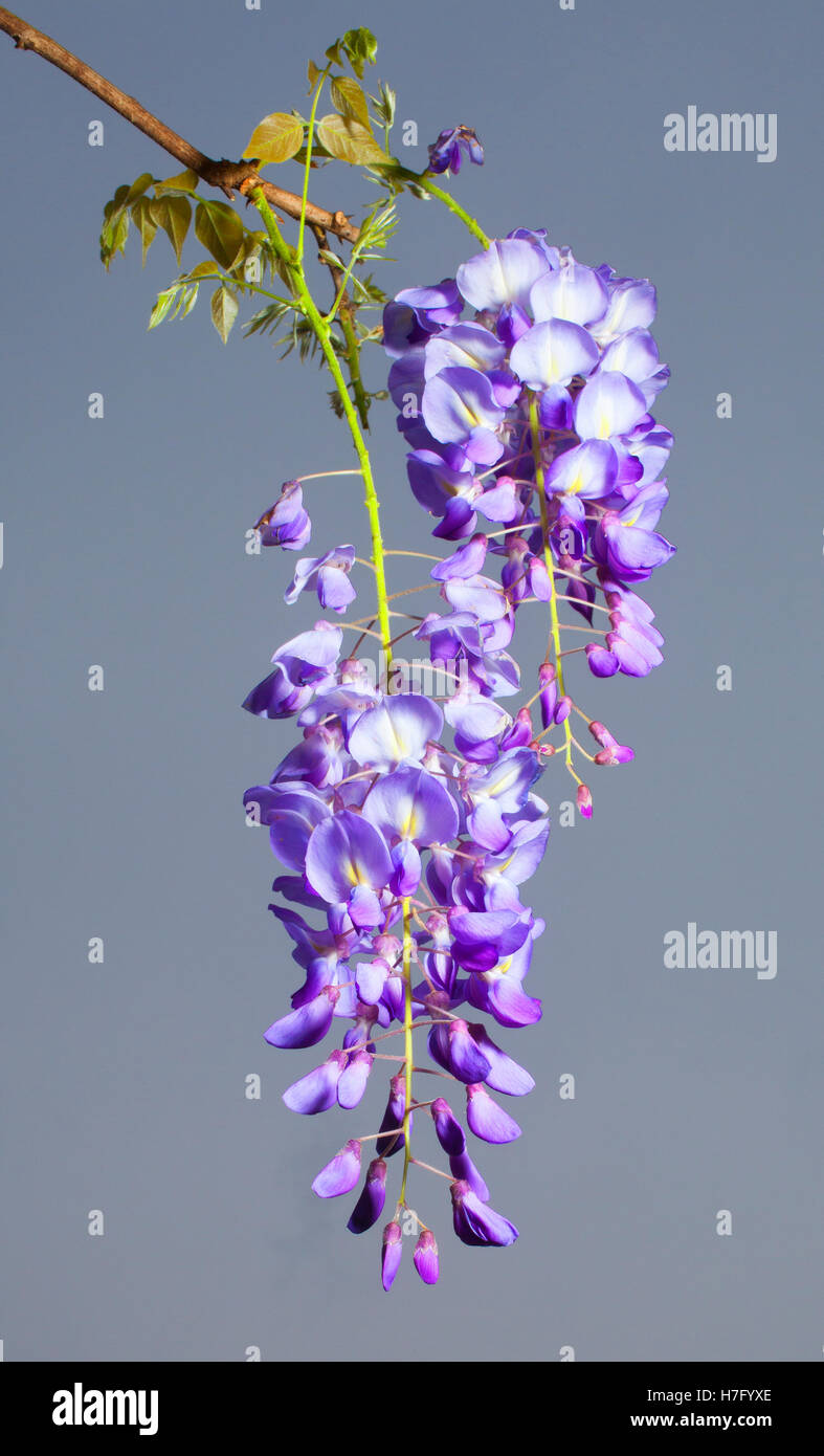 Long string of purple wisethia flowers with heavy clouds in back Stock  Photo - Alamy