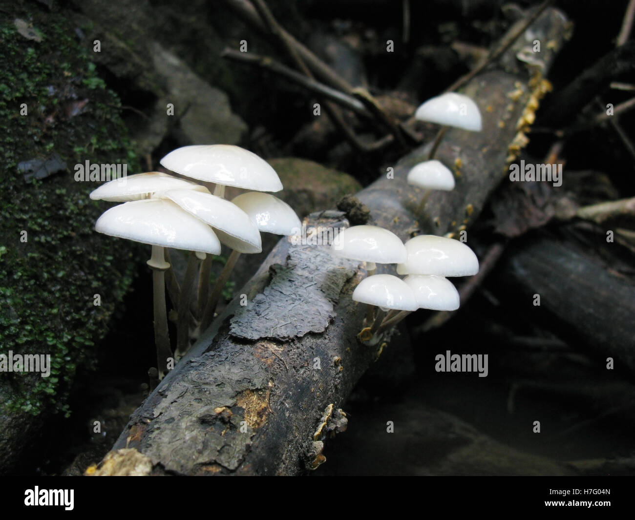 White mushrooms grow on dead branch in forest Stock Photo - Alamy