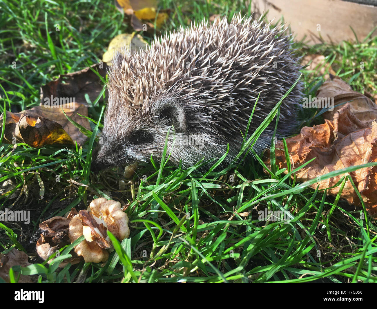 Hedgehog eats walnut in grass with fallen leaves Stock Photo