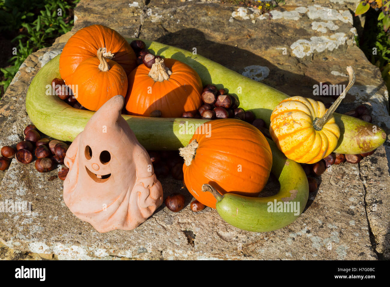 Arrangement of Halloween lantern lamp with autumnal ornamental gourds ( gourd ), squashes ( squash ) and nuts, in the autumn. UK Stock Photo