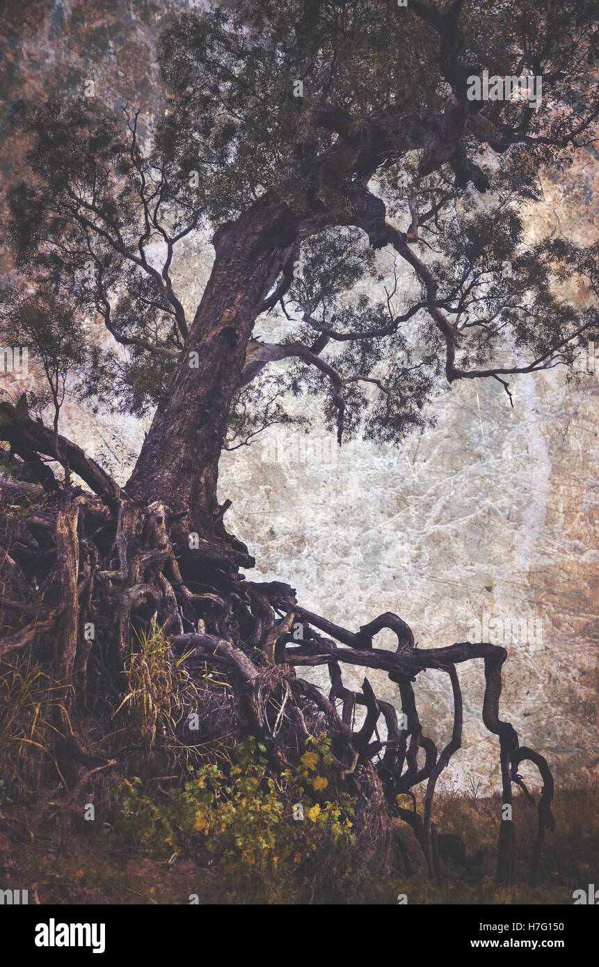 Creepy, eerie old tree with exposed tangled roots on an eroded gully. Grunge textured, vintage style image. Stock Photo
