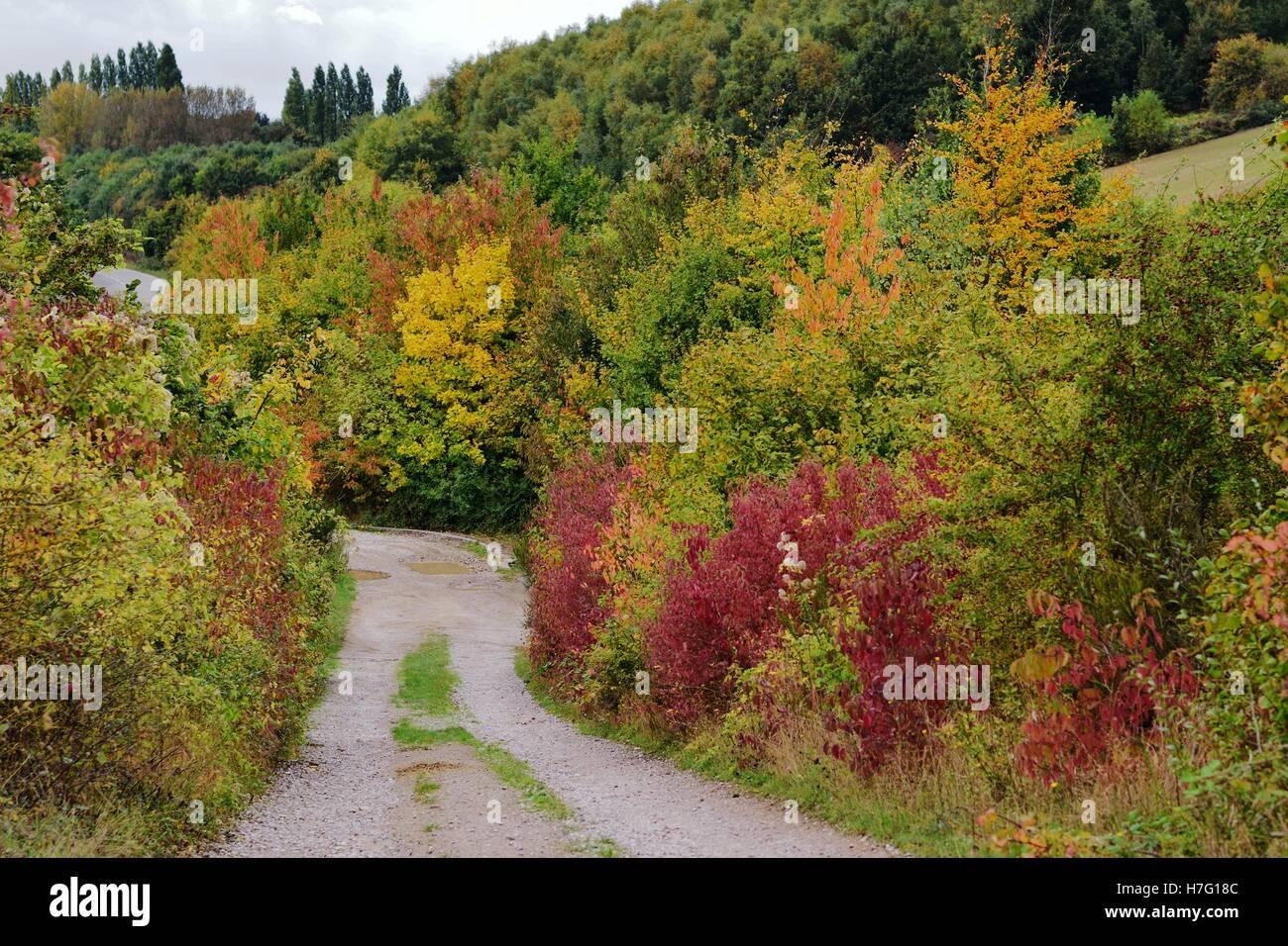 Path lined with shrubs and trees in autumn Stock Photo