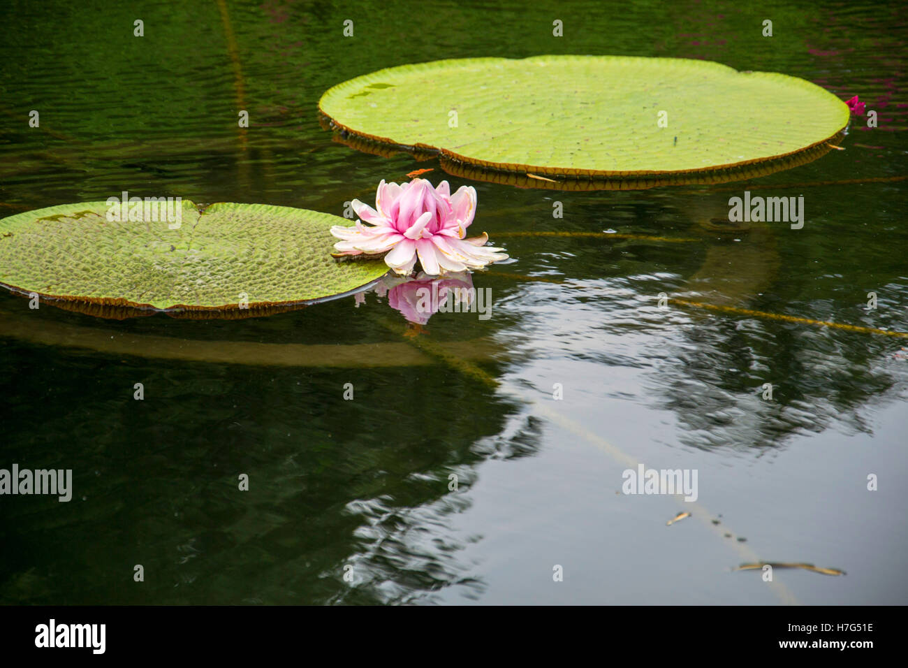 lotus flower Stock Photo