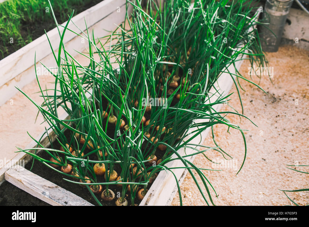 green onion growing in garden at greenhouse Stock Photo - Alamy