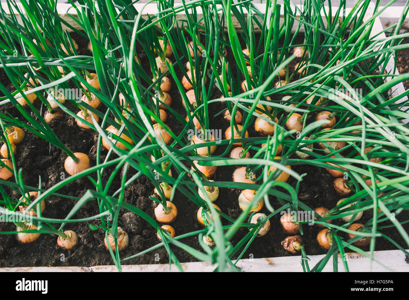green onion growing in garden at greenhouse Stock Photo - Alamy