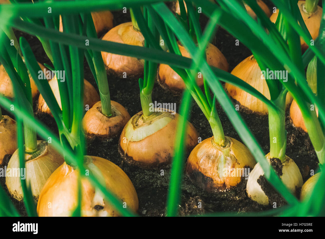 green onion growing in garden at greenhouse close up Stock Photo - Alamy
