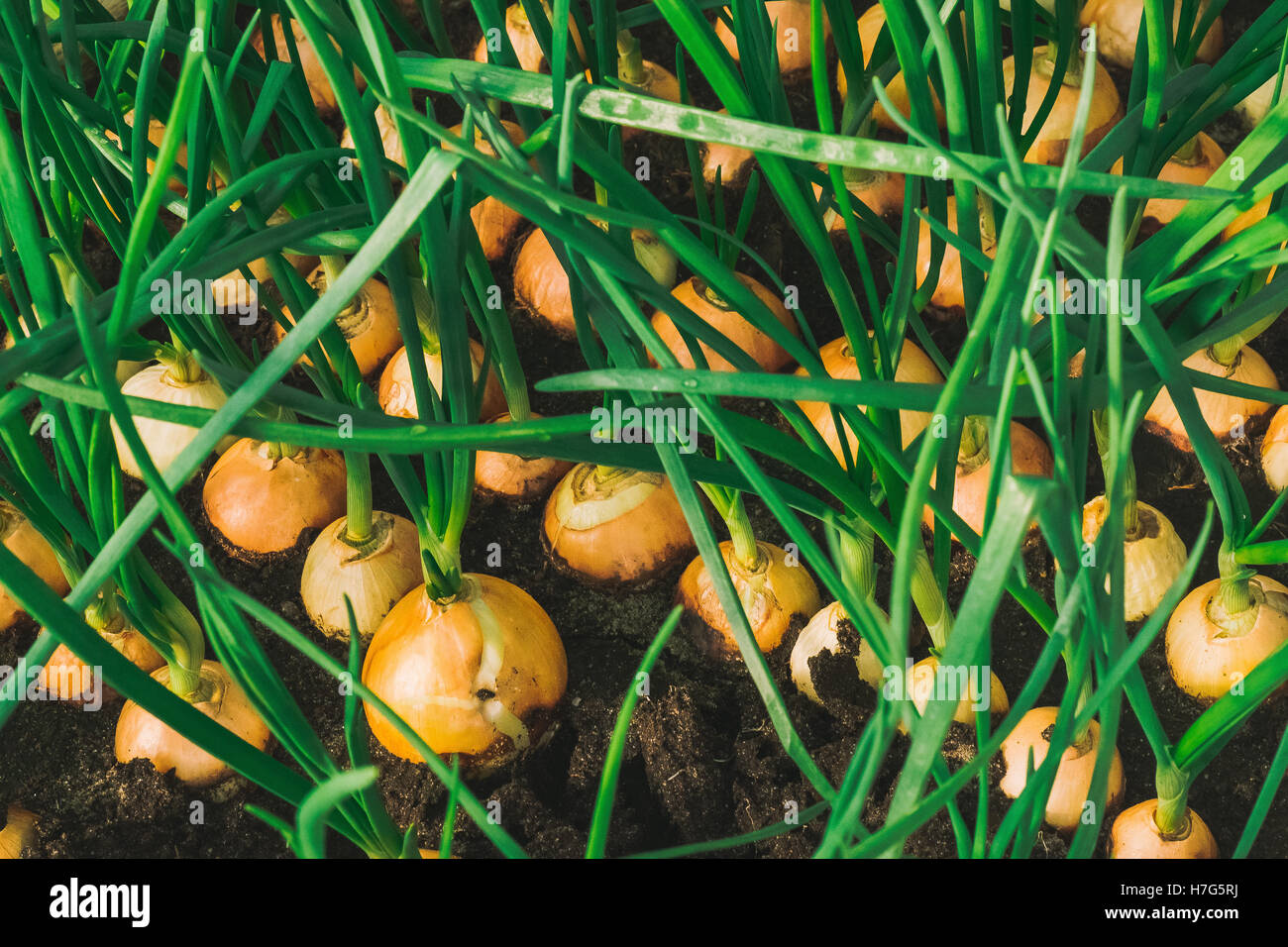 green onion growing in garden at greenhouse close up Stock Photo - Alamy