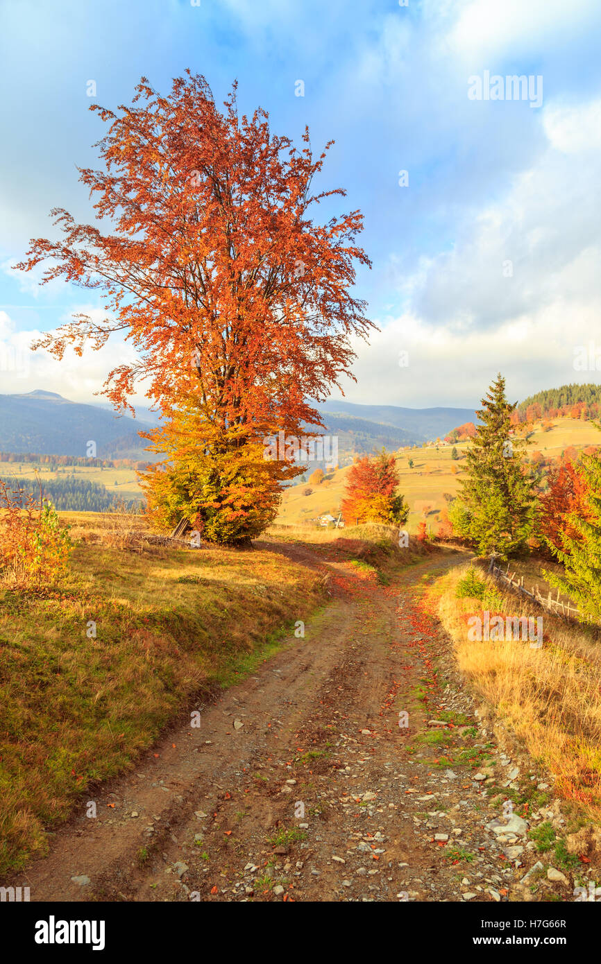 Morning in Carpathians mountain Transylvania,Romania Stock Photo - Alamy