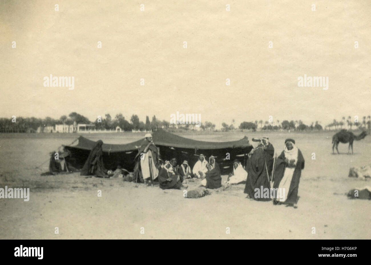 Bedouin tent camel hi-res stock photography and images - Alamy