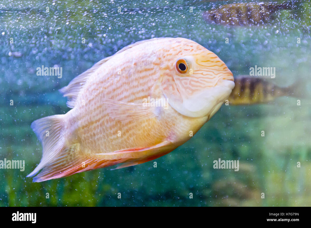 Photo of fish cichlasoma severum red pearl in aquarium Stock Photo