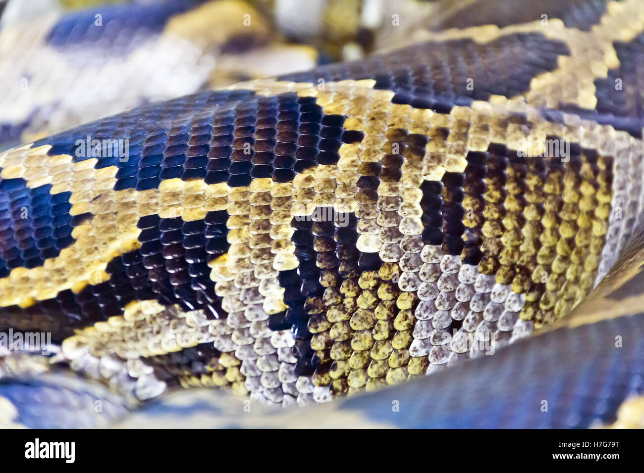 Snake skin texture hi-res stock photography and images - Alamy