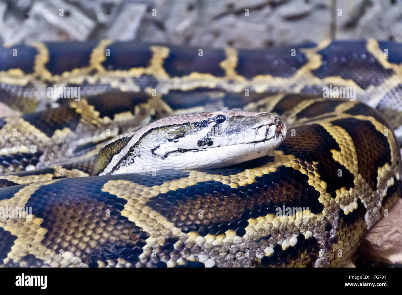 Photo of reticulated python head close up Stock Photo - Alamy