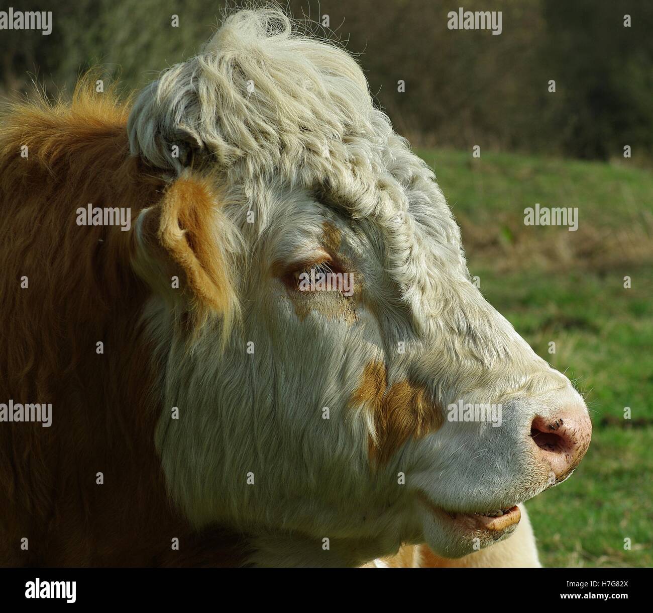Ginger Cow Stock Photos & Ginger Cow Stock Images Alamy