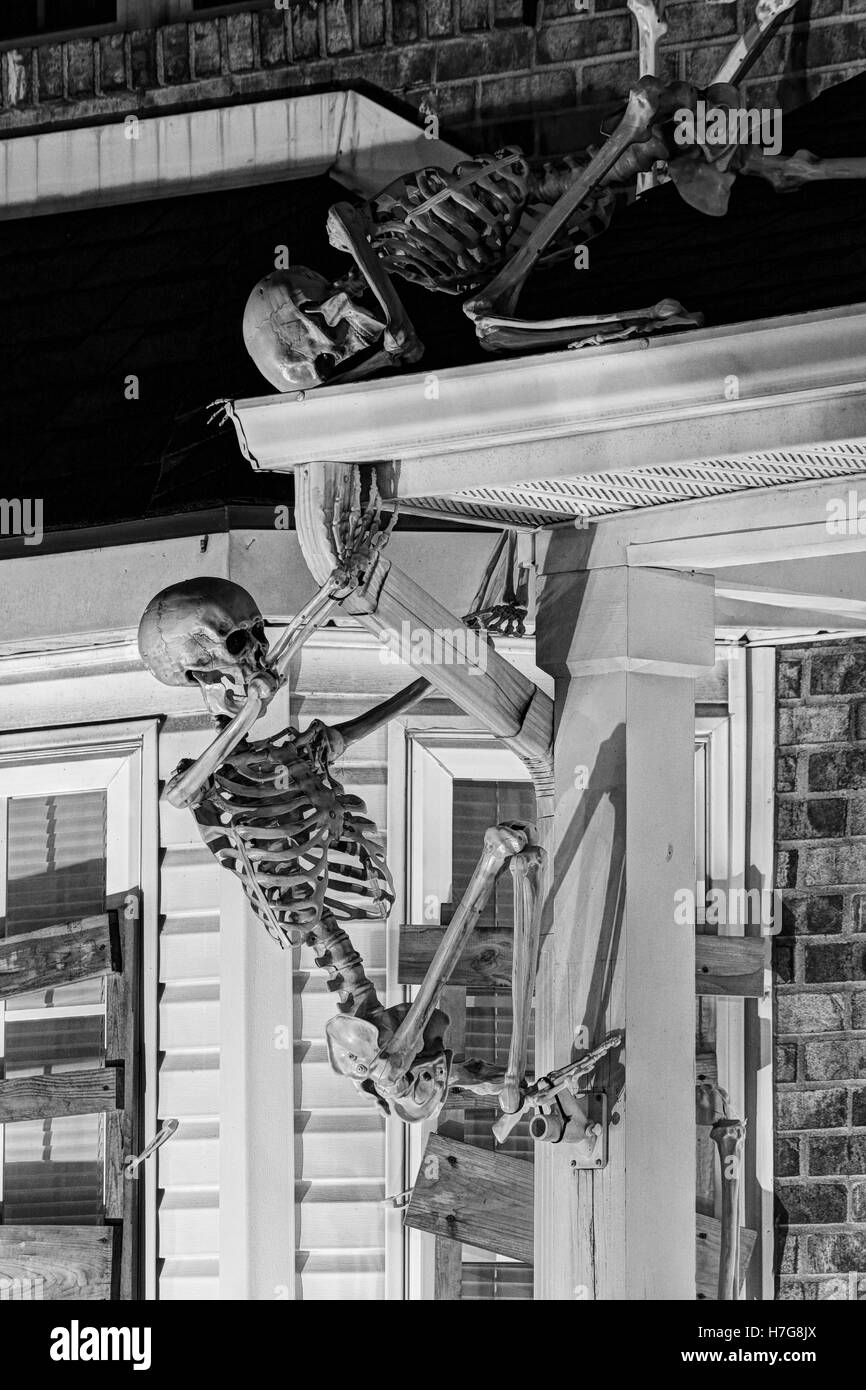 Skeletons climb a porch. Halloween decorations. Halloween yard display. Stock Photo