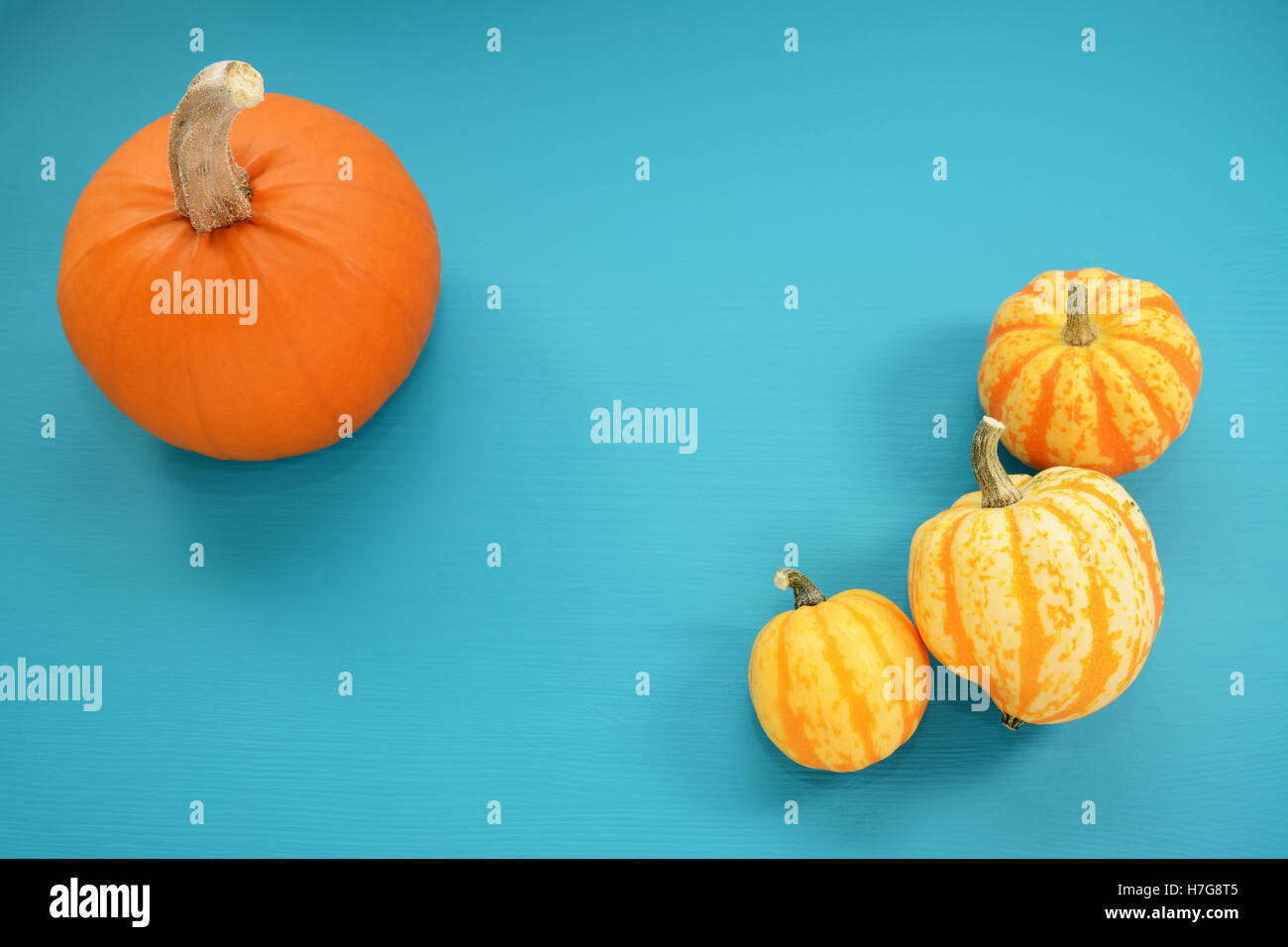 Orange pumpkin and yellow Festival squash on bold teal painted wood background with copy space Stock Photo