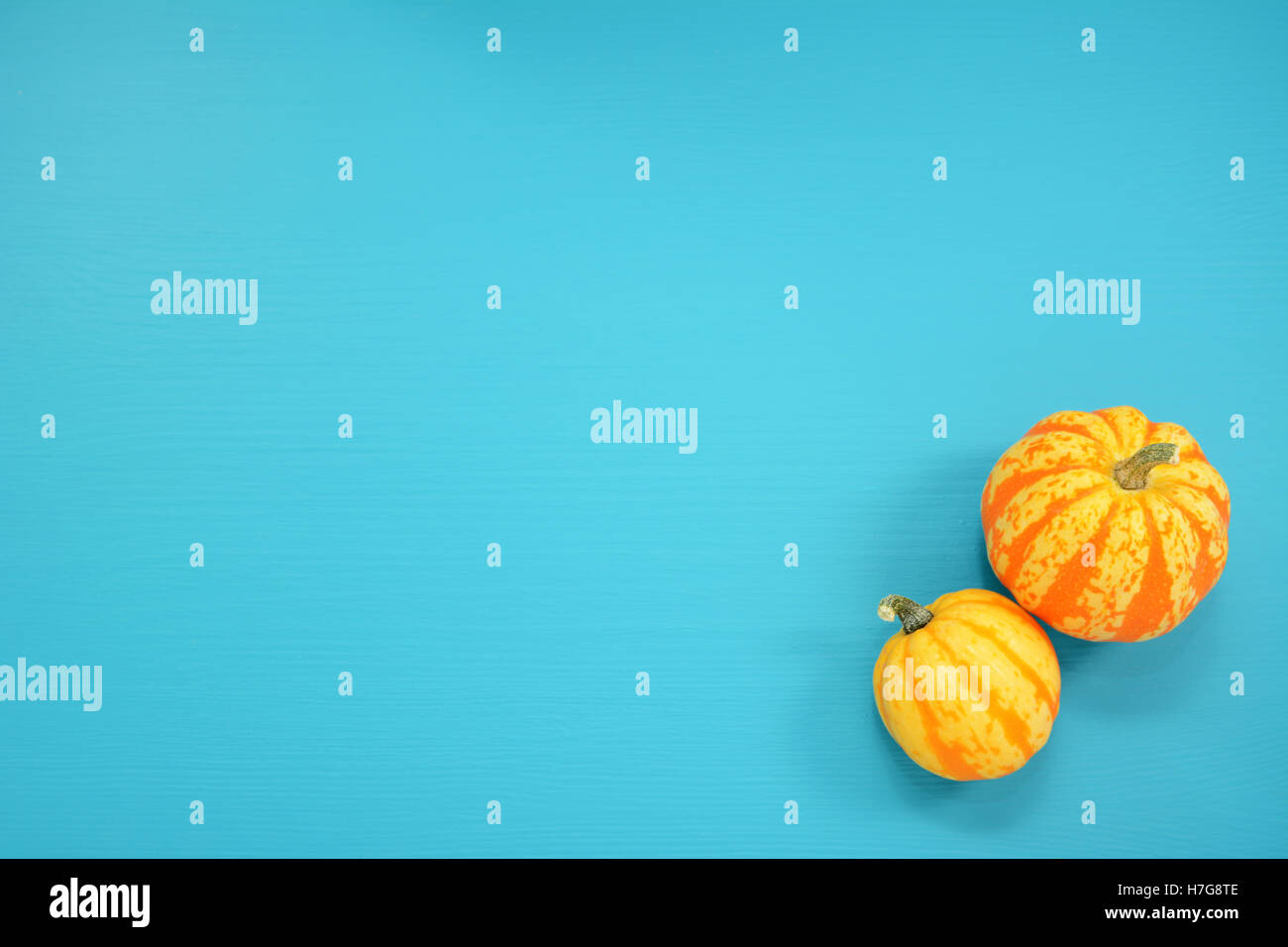 Two striped Festival squash on a teal painted wooden board background with copy space Stock Photo