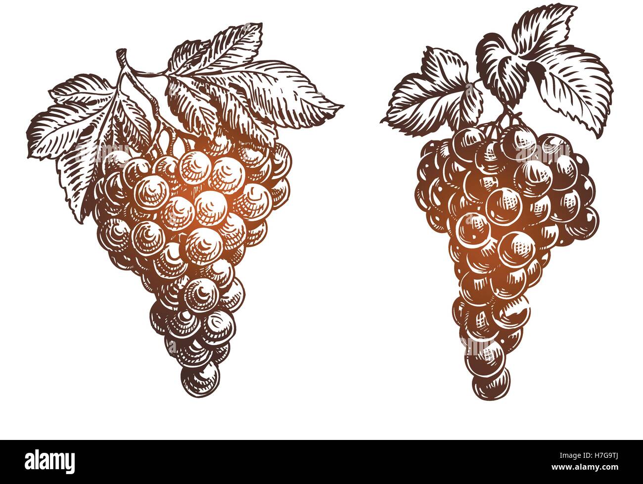 Bunch grapes sketch. Vintage vector illustration isolated on white