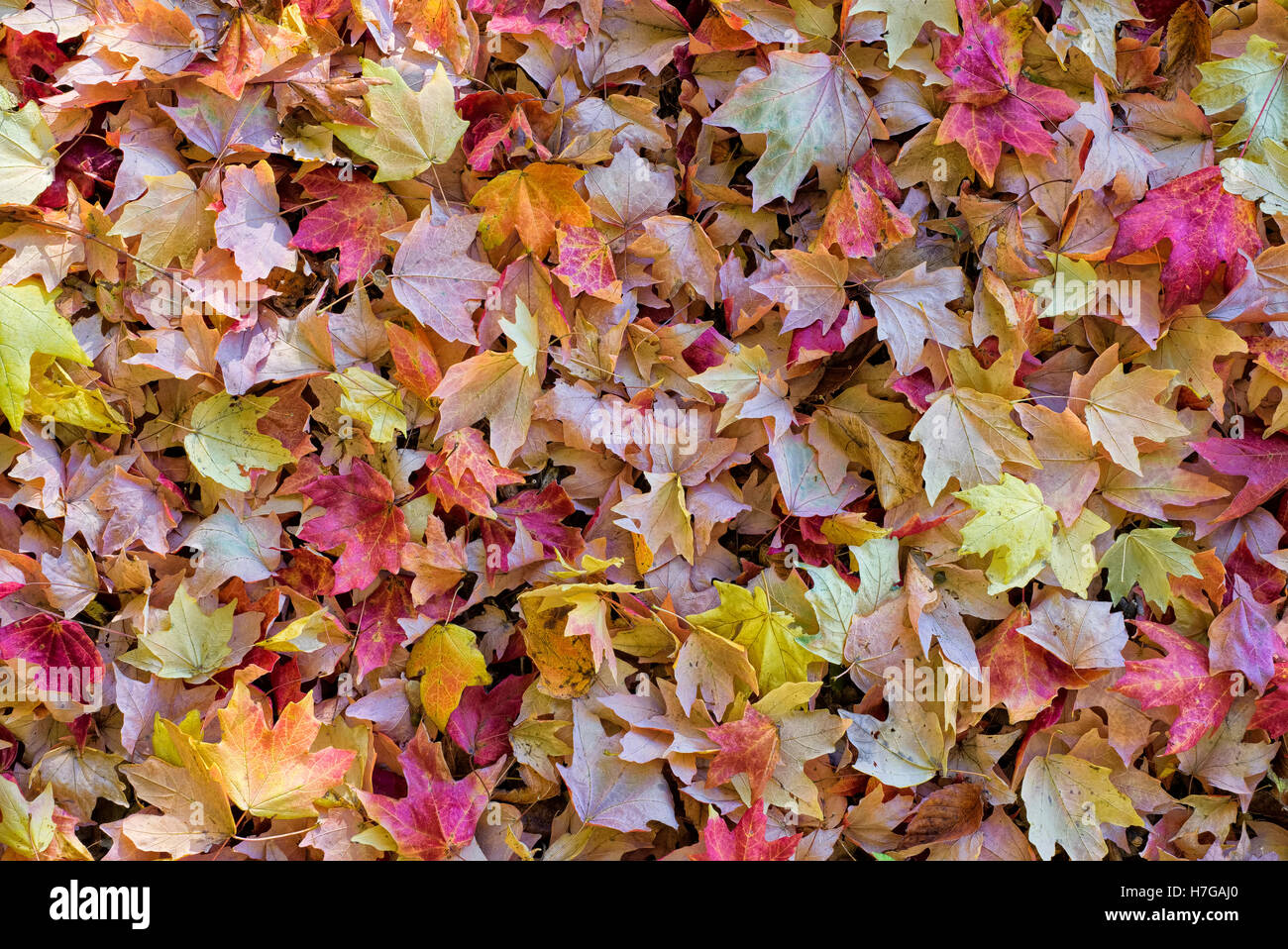 Colorful fallen Autumn leaves covering the ground. Stock Photo