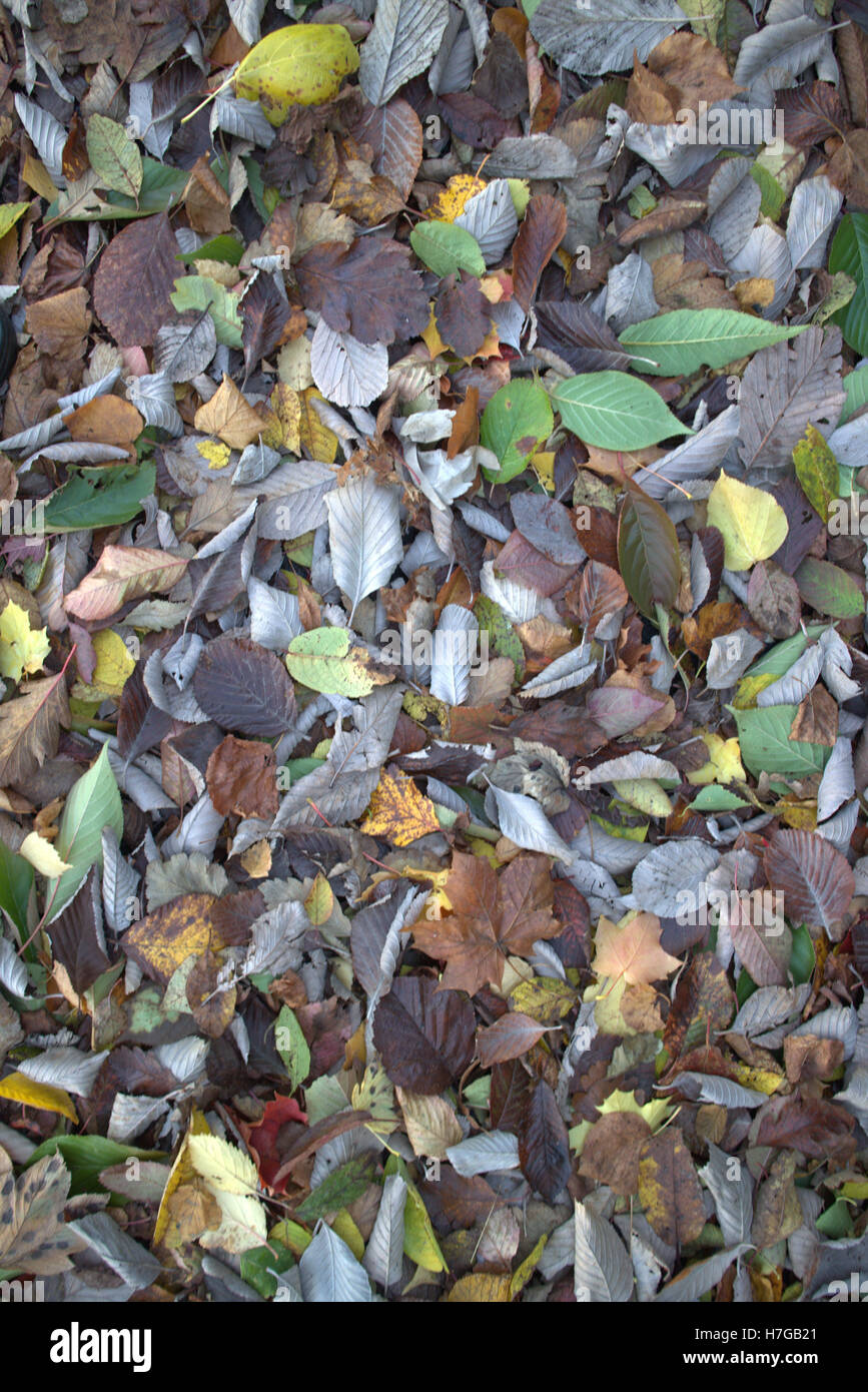 Abstract leaf backgrounds fallen leaves on the forest floor Stock Photo ...