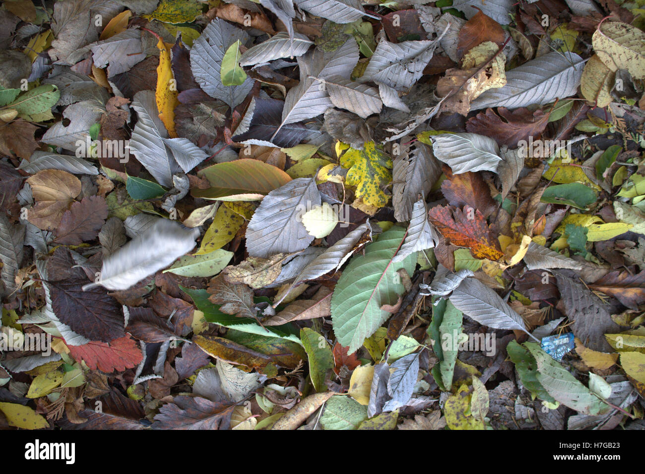 Abstract leaf backgrounds fallen leaves on the forest floor Stock Photo ...