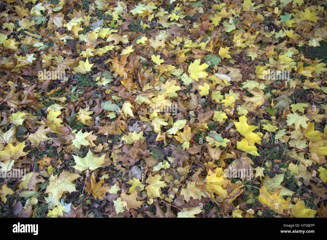 Abstract leaf backgrounds fallen leaves on the forest floor Stock Photo ...