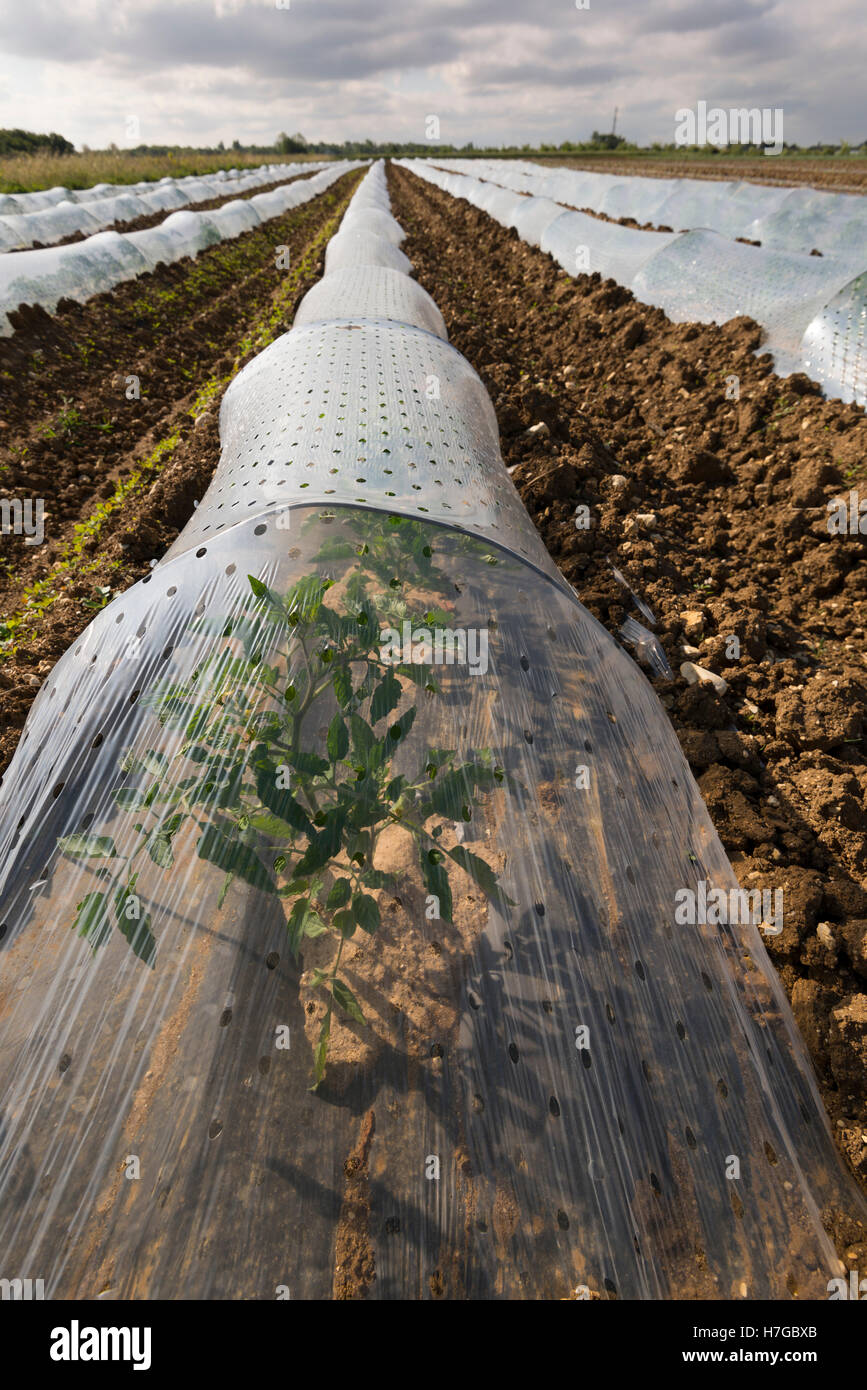 Cultivation under a forcing tunnel. Stock Photo