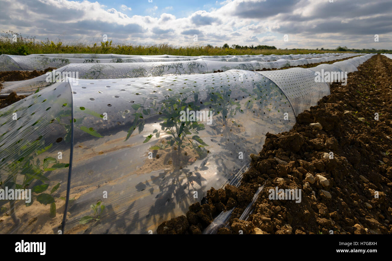 Cultivation under a forcing tunnel. Stock Photo