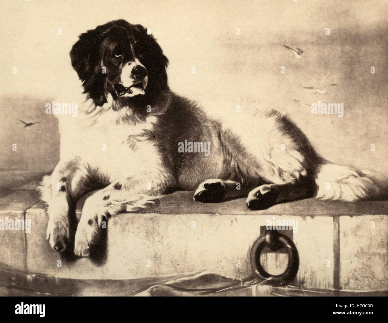 Landseer Newfoundland dog, print by Samuel Cousins after Edwin Henry Landseer Stock Photo