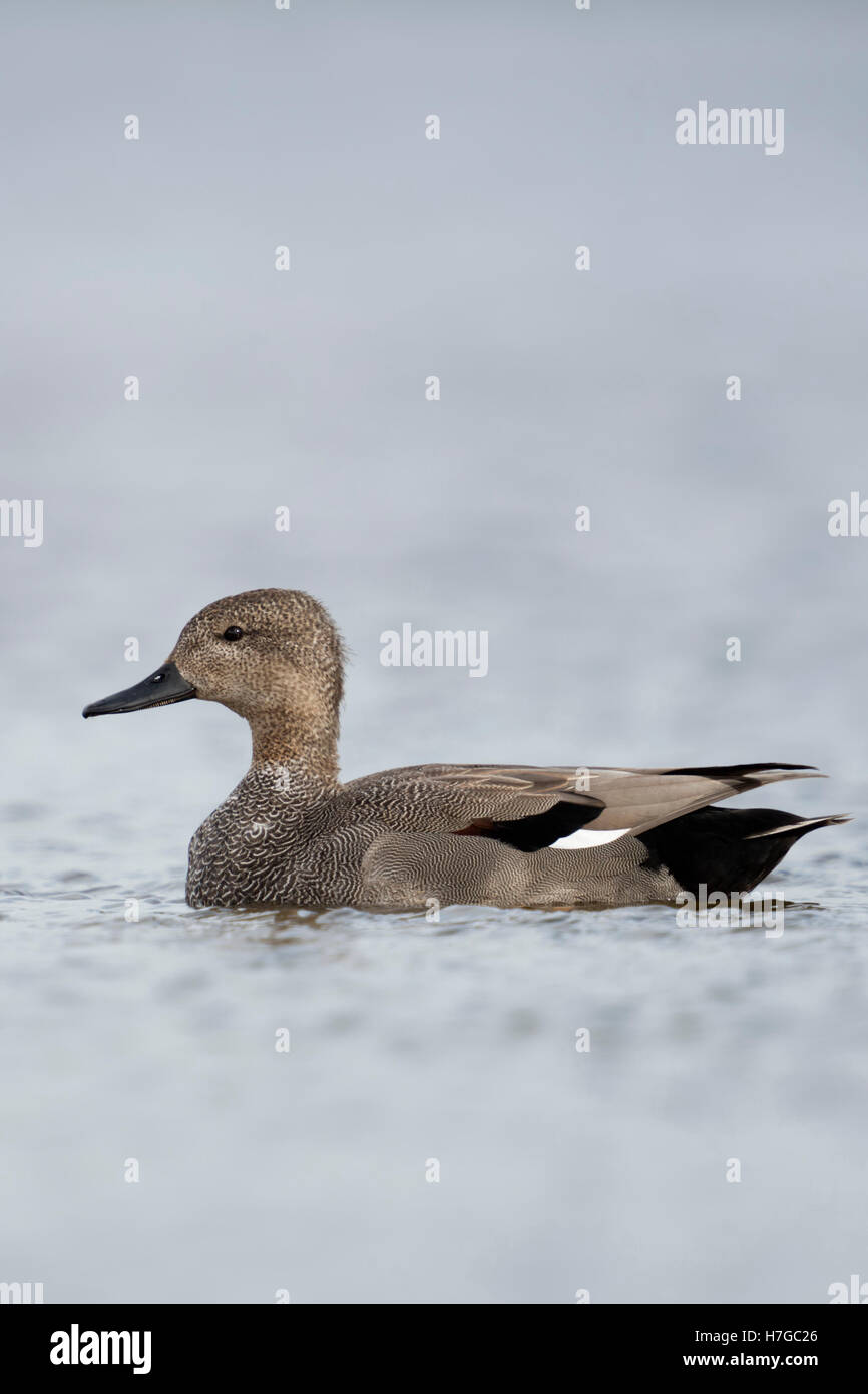 Gadwall Duck / Schnatterente ( Anas strepera ) male, drake in breeding dress, swimming on open water, nice side view. Stock Photo