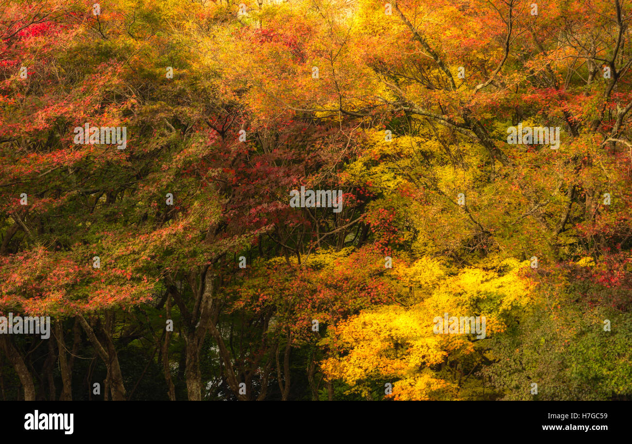 Beautiful Colorful Autumn Leaves for background Stock Photo - Alamy