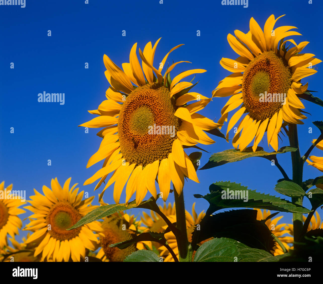 Sunflowers in Provence, France Stock Photo Alamy